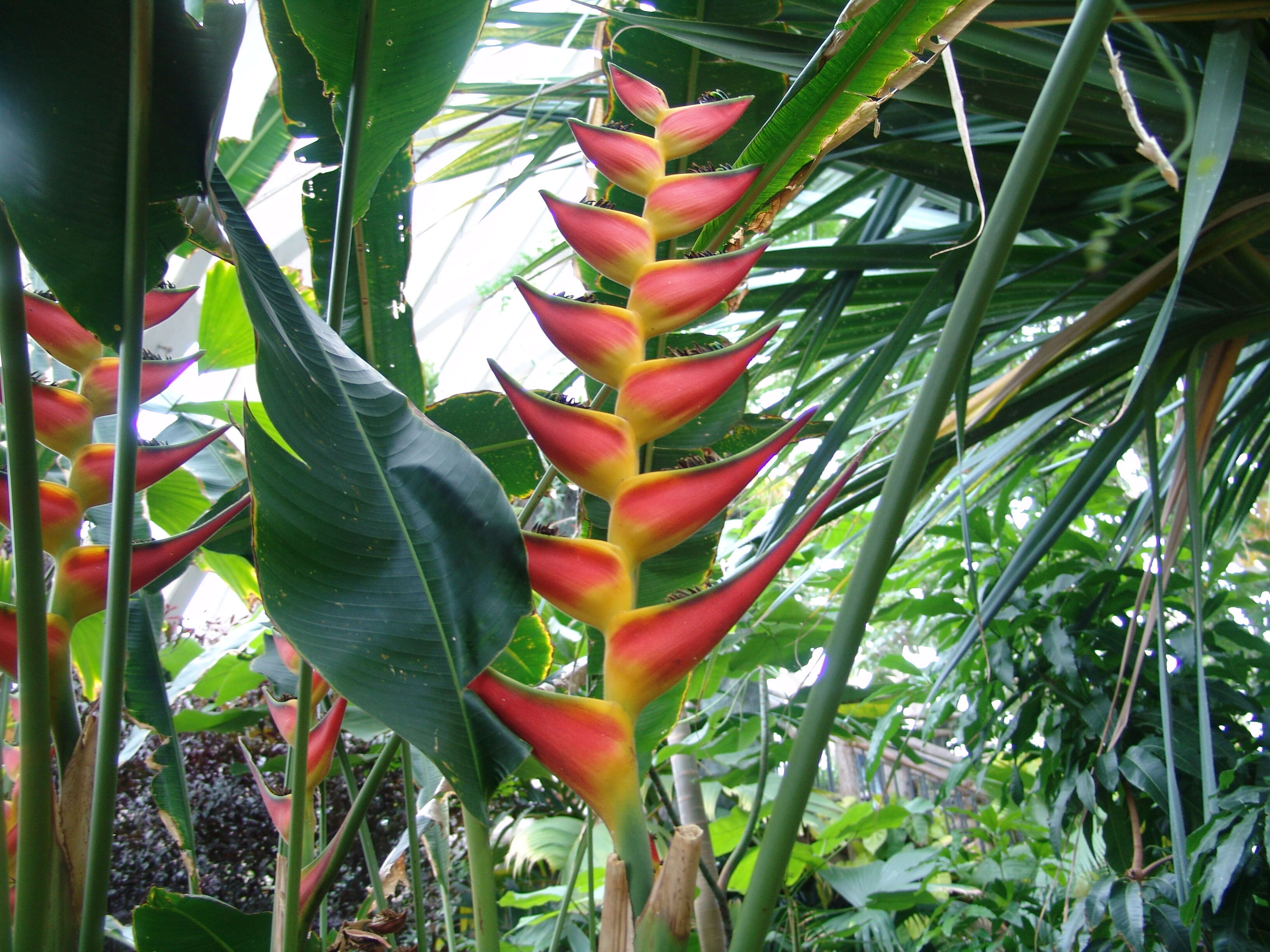 Image of false bird of paradise