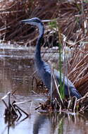 Image of Black-headed Heron