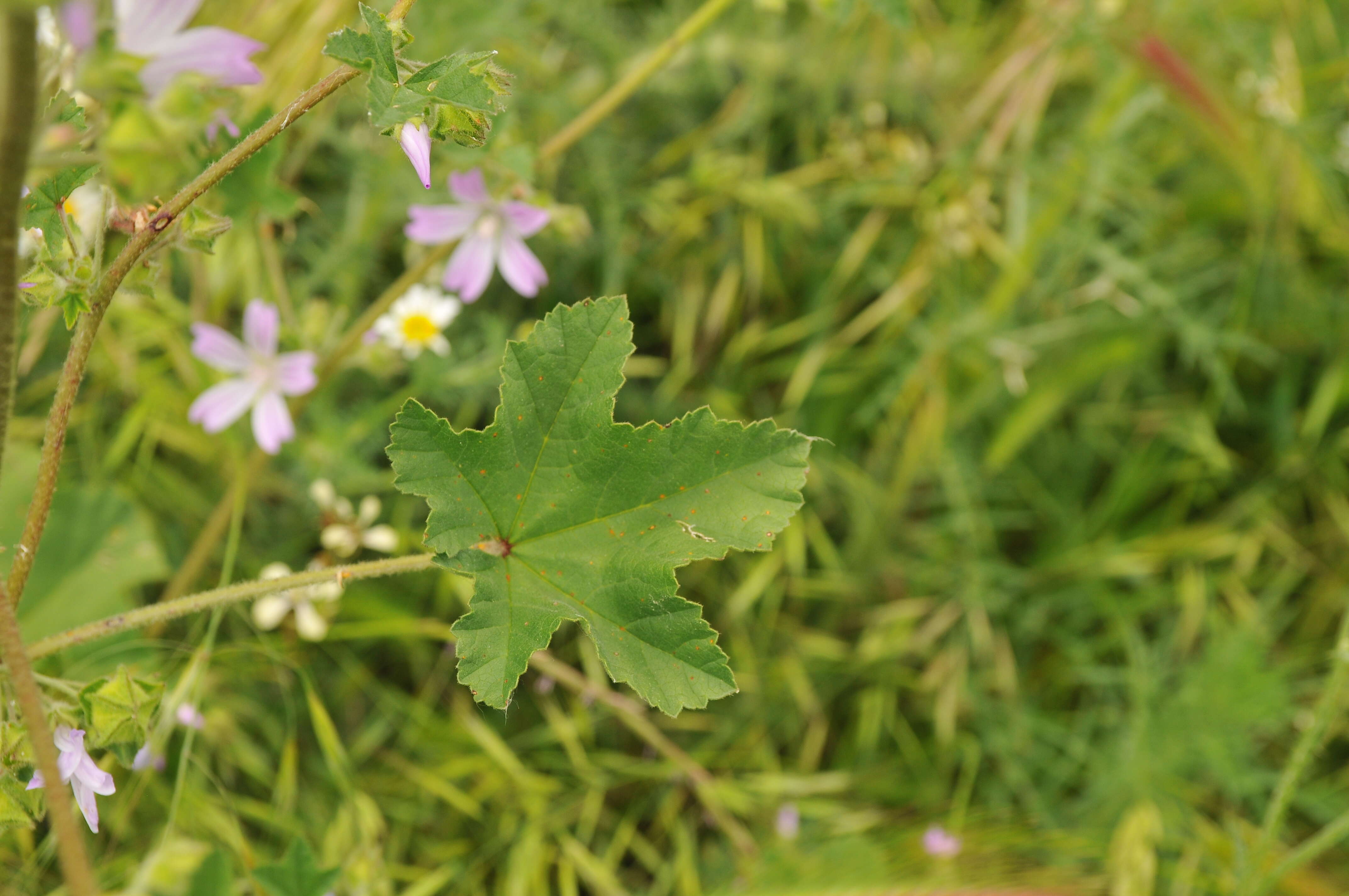 Imagem de Malva multiflora (Cav.) Soldano & Banfi