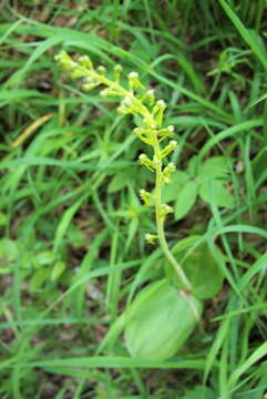 Image of Common twayblade