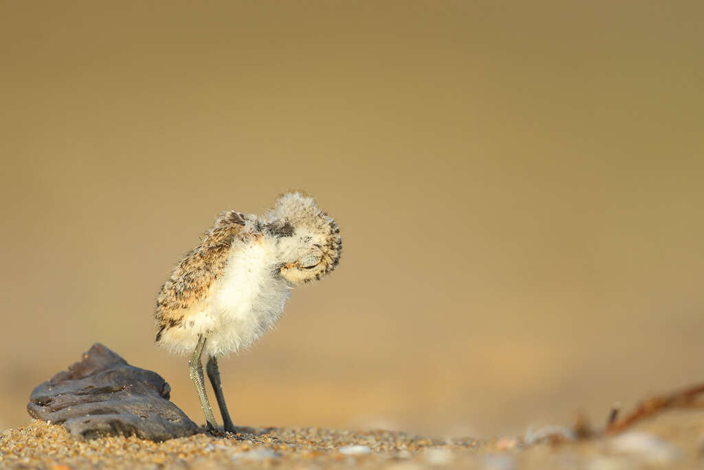 Image of Red-capped Dotterel