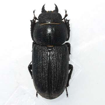 Dorcus parallelus (Say 1824)的圖片