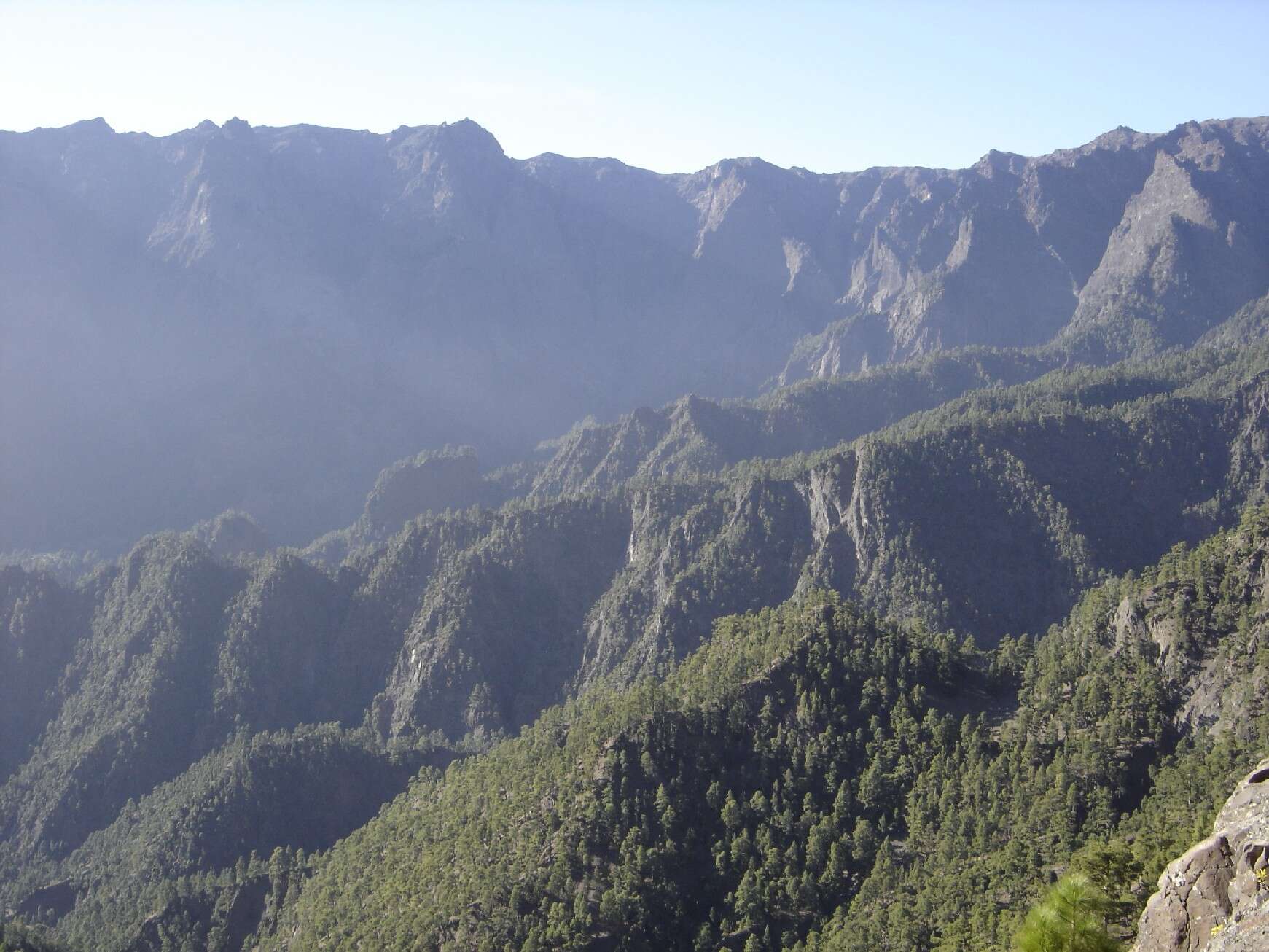 Image of Canary Island pine