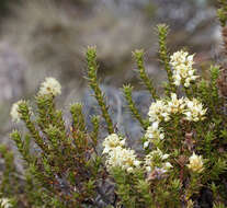 Image of Richea sprengelioides (R. Br.) F. Muell.