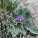 Image of Solanum megistacrolobum Bitter