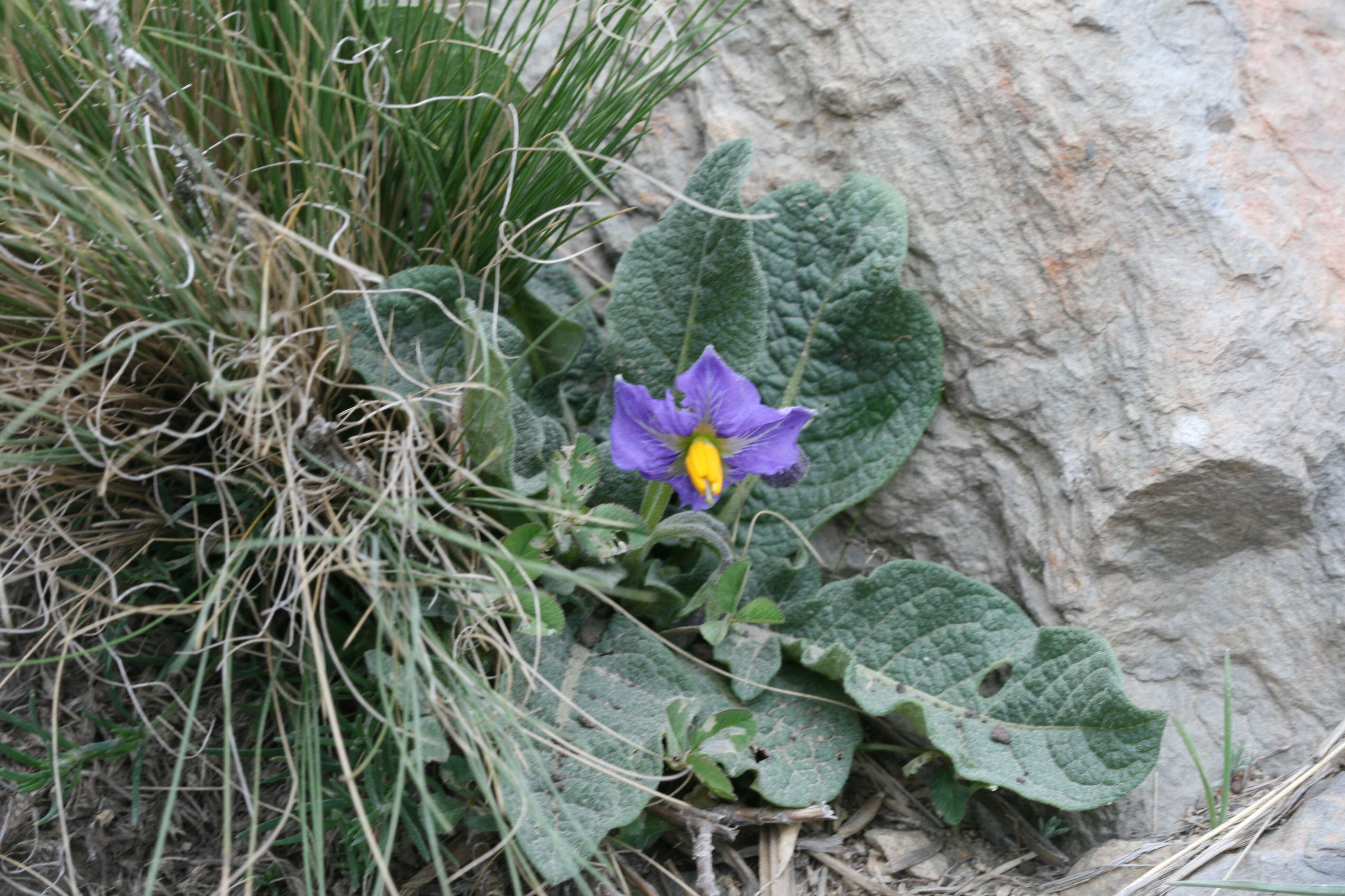 Image of Solanum megistacrolobum Bitter