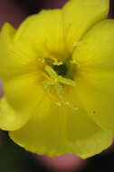 Image of evening primrose