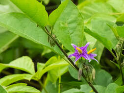 Image of Solanum subinerme Jacq.