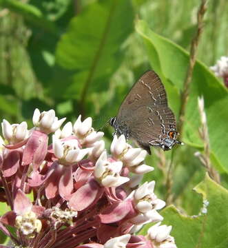 Image of Banded Hairstreak