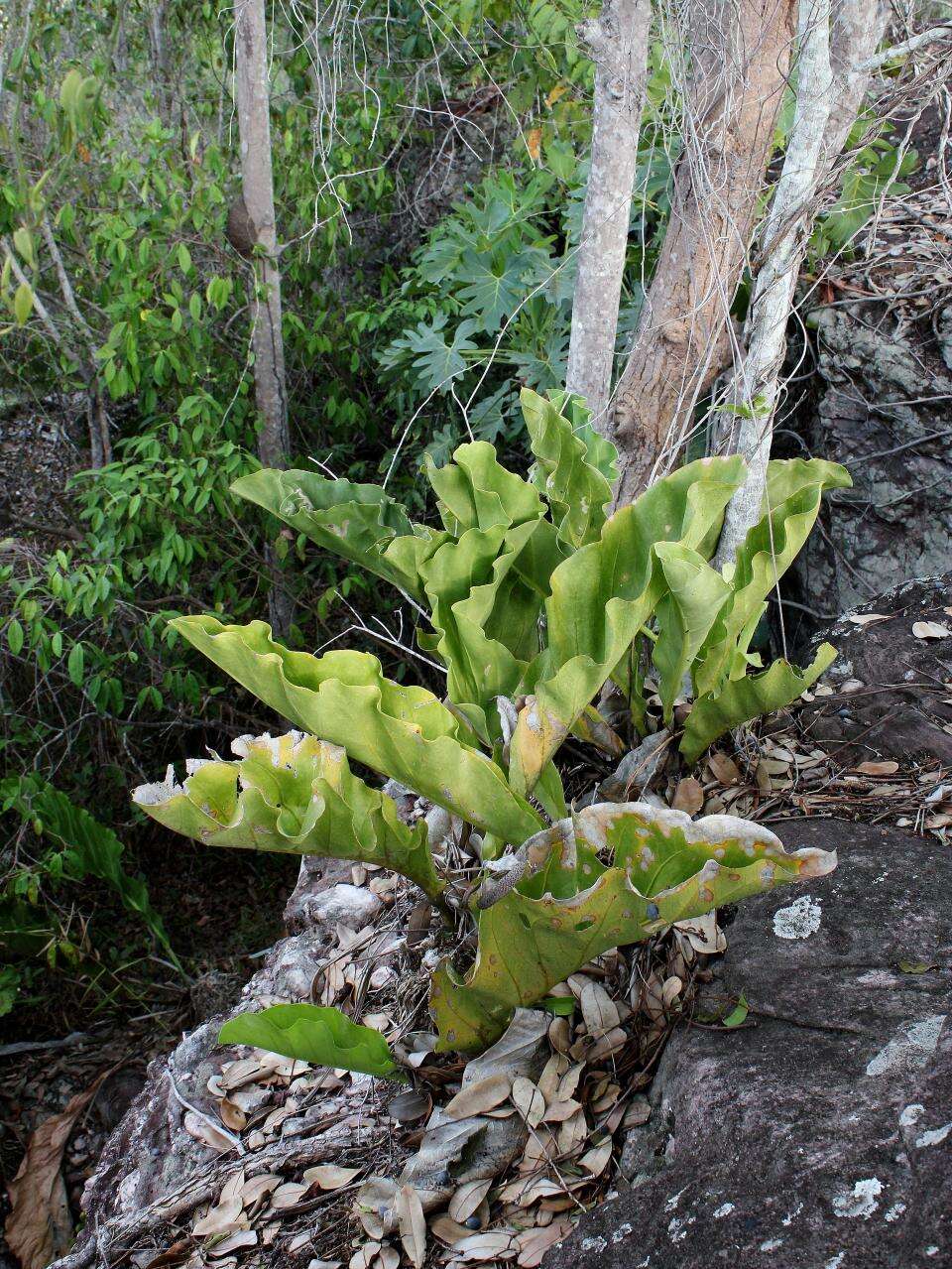 Image of Anthurium affine Schott