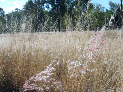 Image of Creeping Molasses Grass