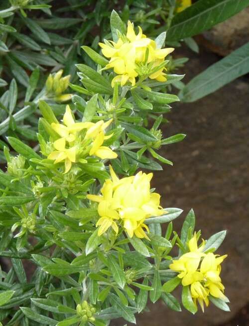 Image de Genista linifolia L.