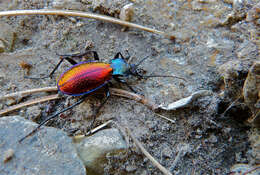 Image of Carabus (Chrysocarabus) hispanus Fabricius 1787