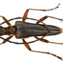 Image of Stenocerus meridianus