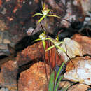 Image of Primrose spider orchid