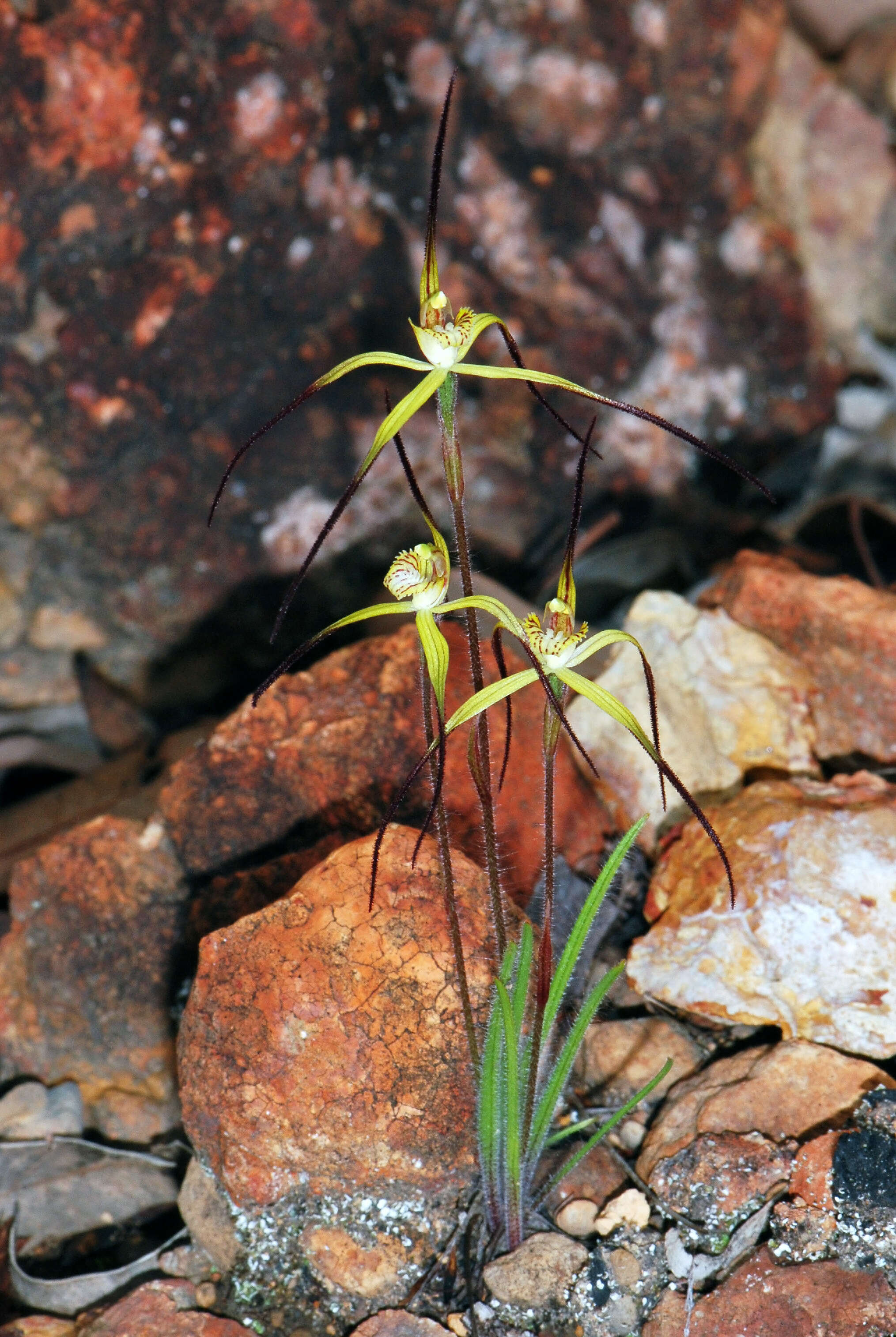 Image of Primrose spider orchid