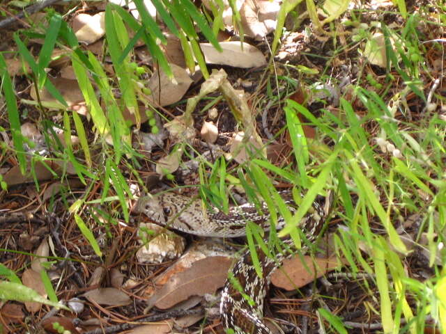 Image of gopher snakes