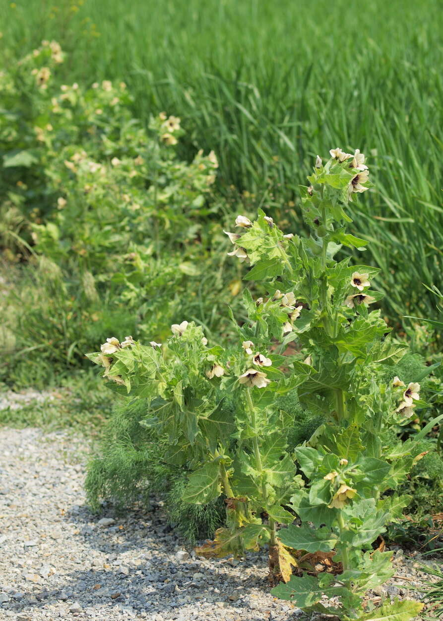 Image of black henbane