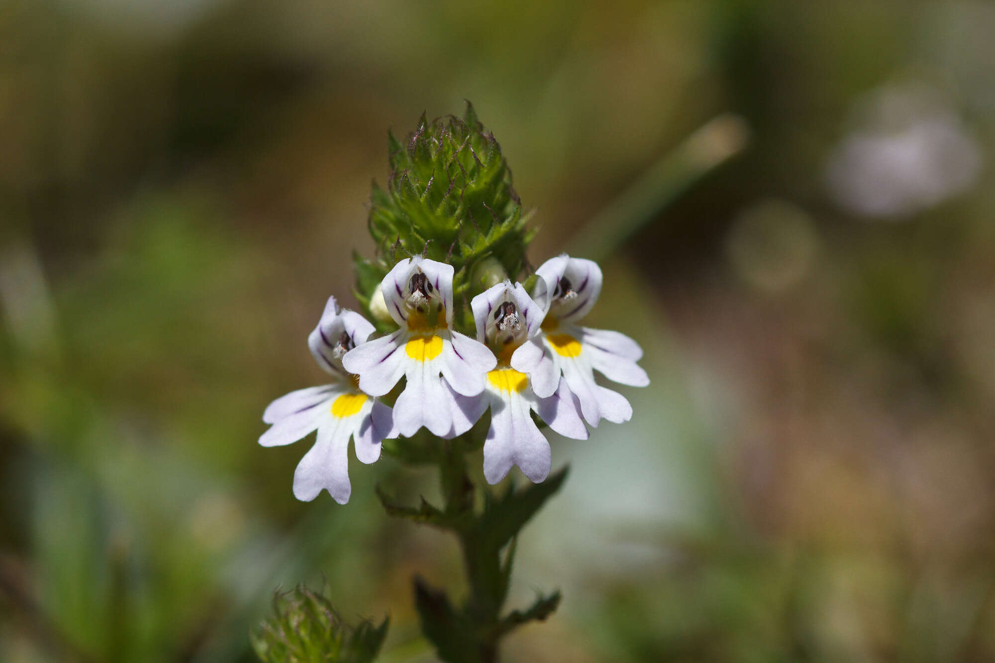 Image of Euphrasia officinalis L.