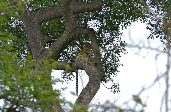 Image of Leopard