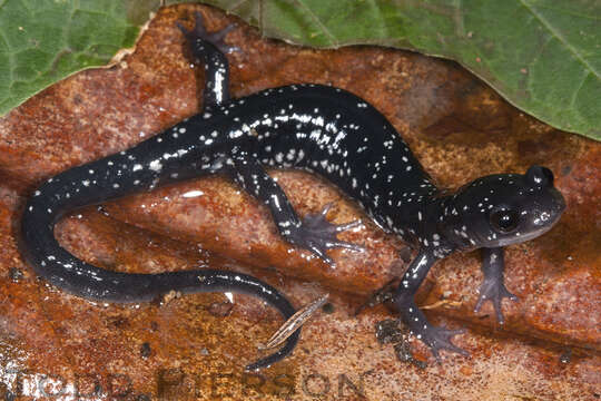 Image of White-spotted Slimy Salamander