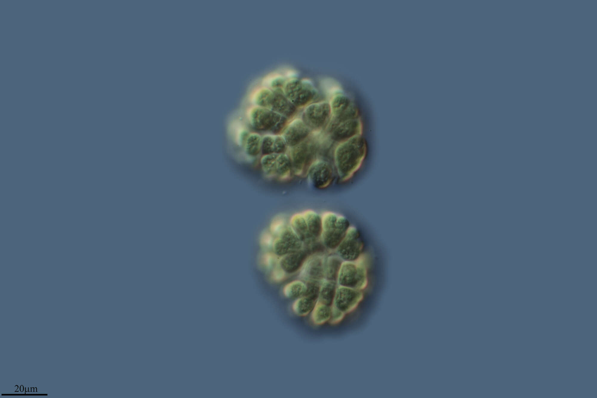 Image of Gomphosphaeriaceae