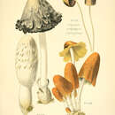 Image de Coprinellus congregatus (Bull.) P. Karst. 1879
