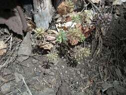 Image of rough draba