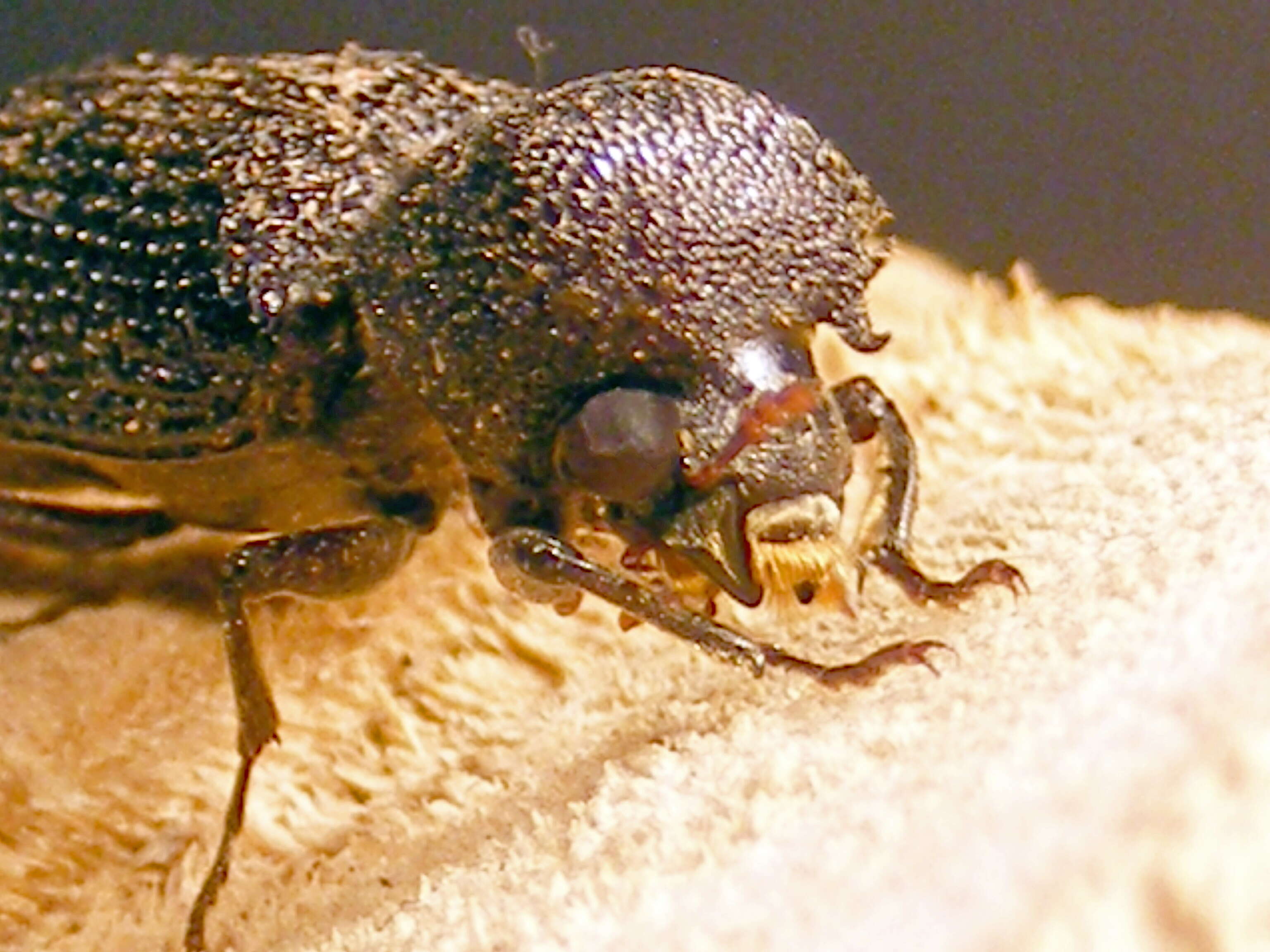 Image of horned powderpost beetles