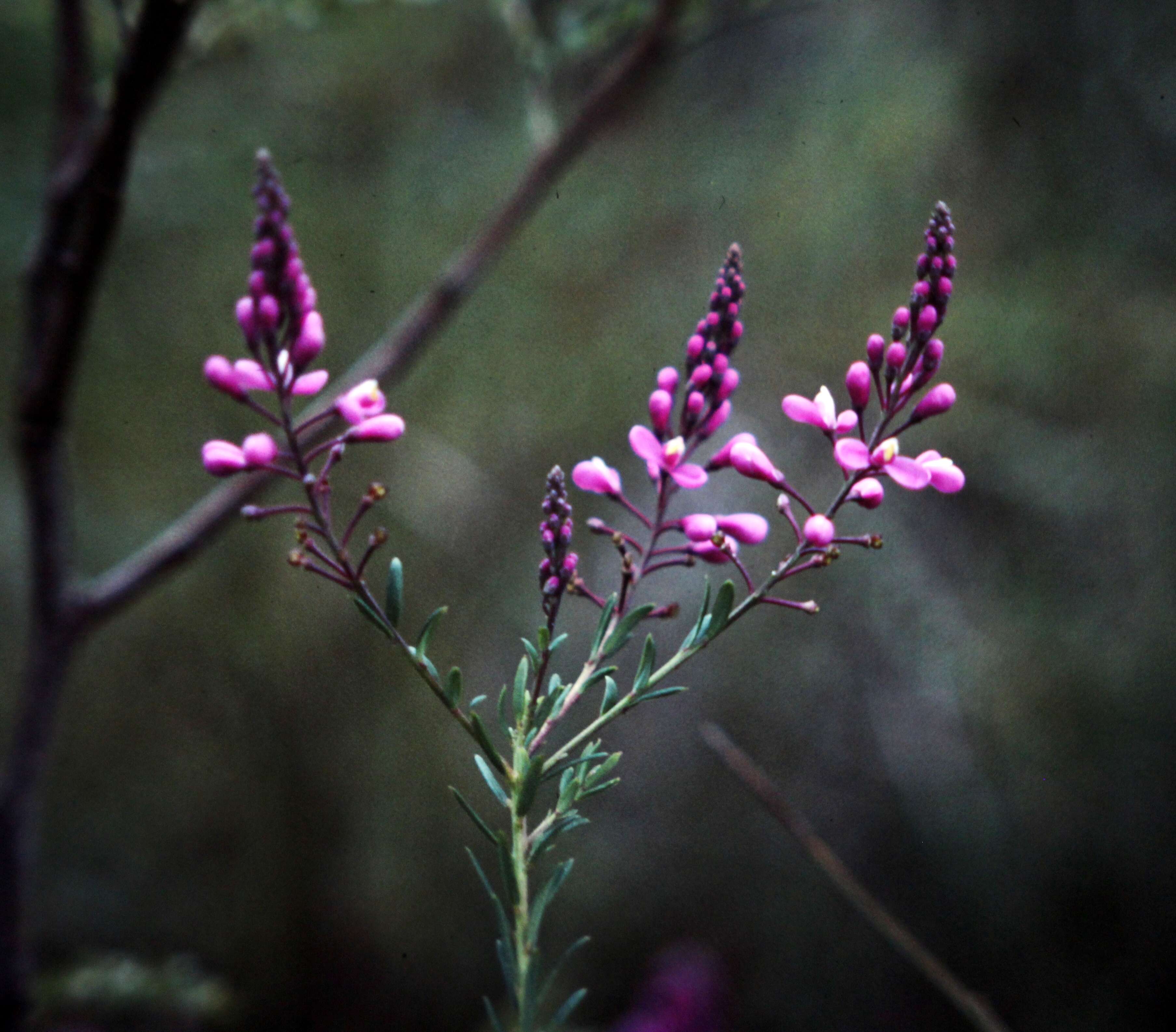 Image of milkwort