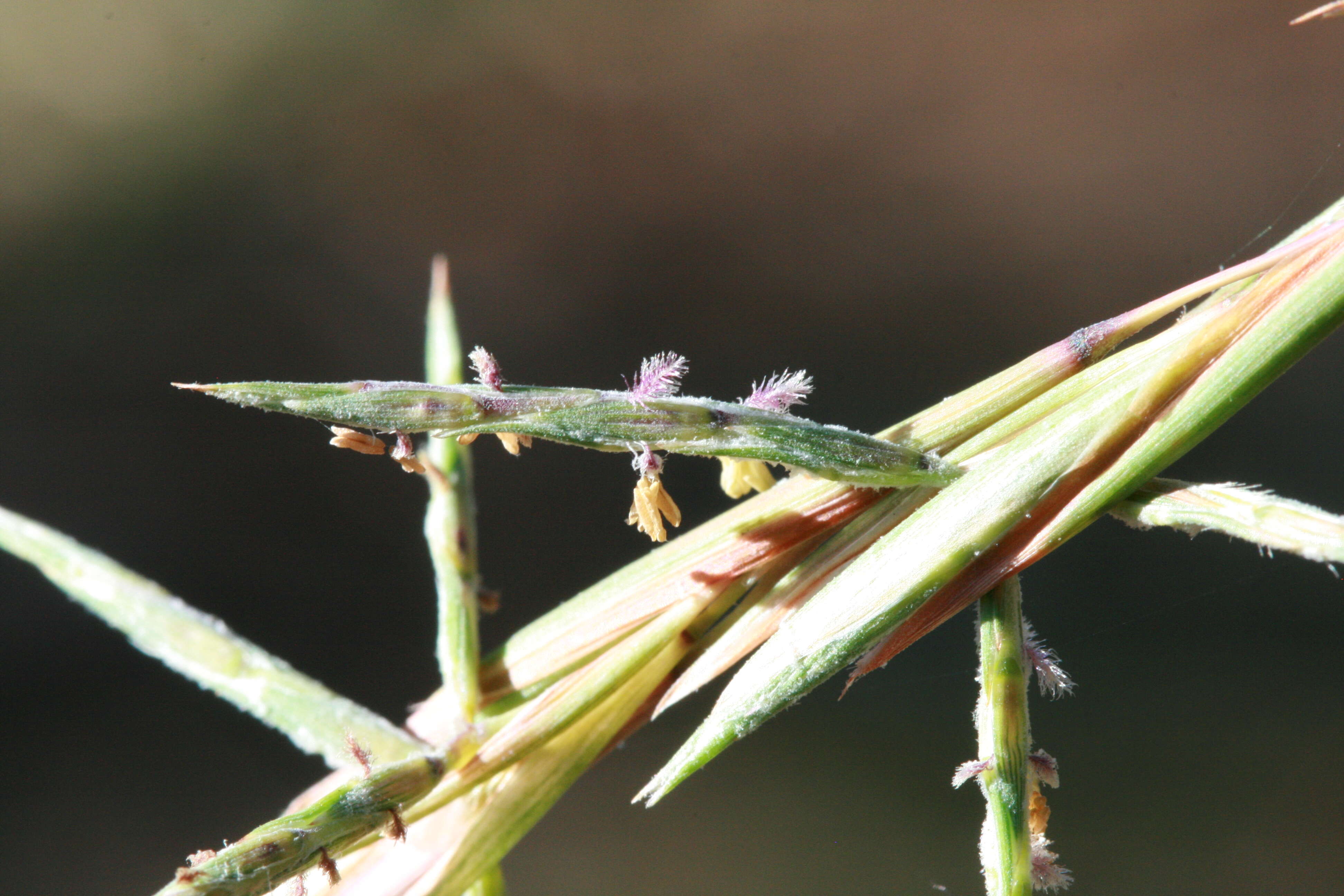 صورة Cymbopogon refractus (R. Br.) A. Camus