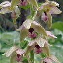 Image of Epipactis helleborine subsp. helleborine