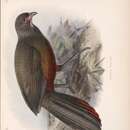 Image of Rufous-bellied Chachalaca