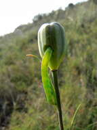 Image of fritillaries