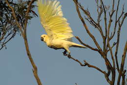 Image of Sulphur-crested Cockatoo