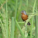 Image of Ruddy-breasted Seedeater