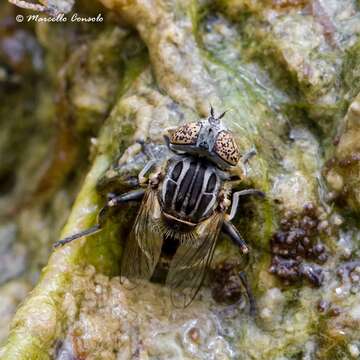 Image of Eristalinus sepulchralis (Linnaeus 1758)