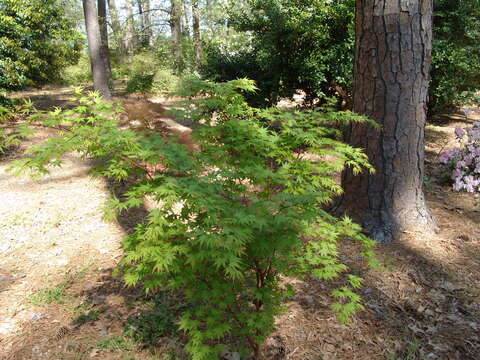 Image of Japanese maple