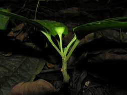 Image of Dorstenia choconiana S. Wats.