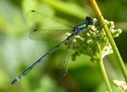 Image of Common Emerald Damselfly