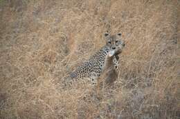 Image of Acinonyx jubatus raineyii