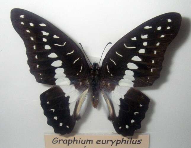 Graphium eurypylus (Linnaeus 1758) resmi