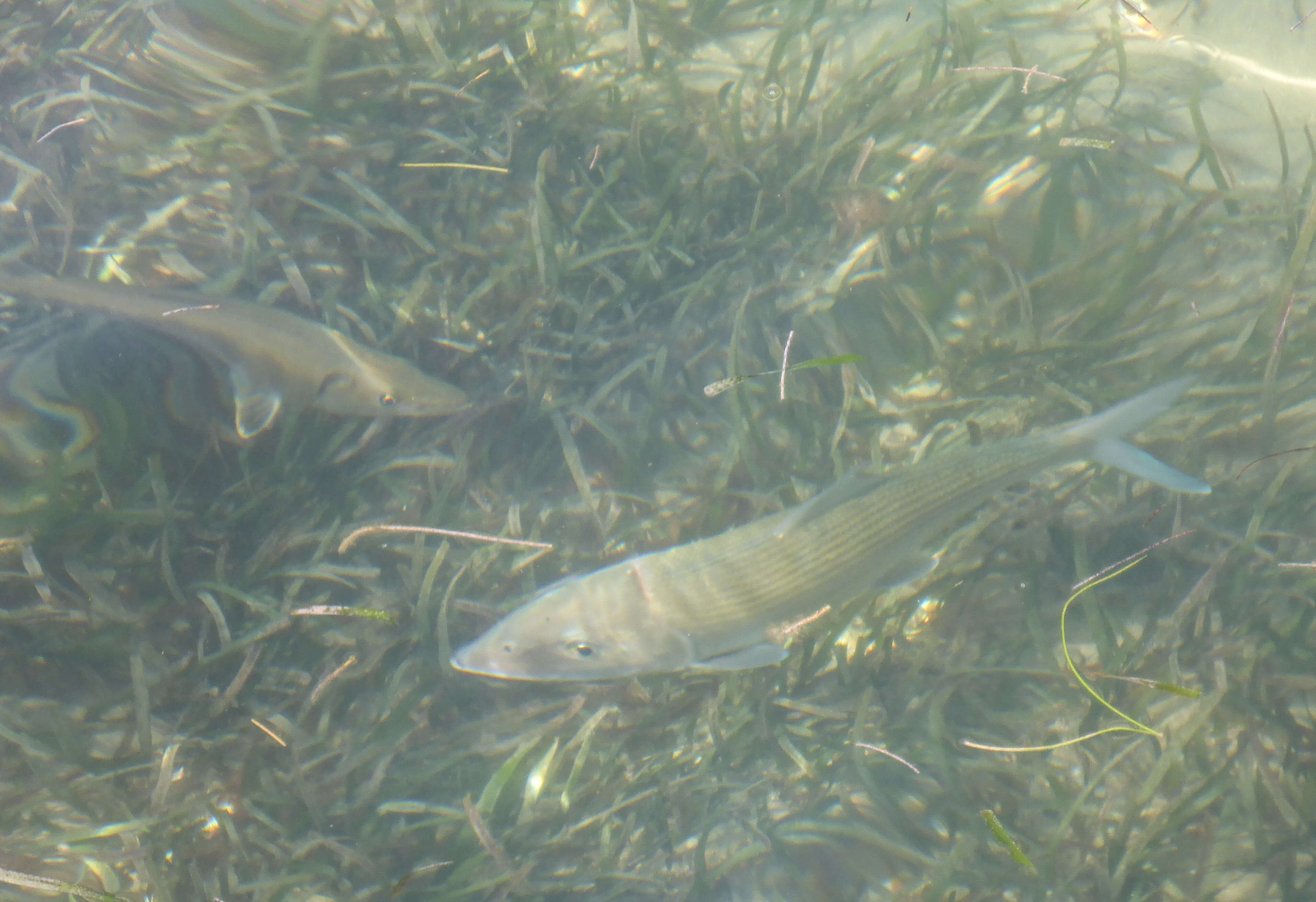 Image of barracudas