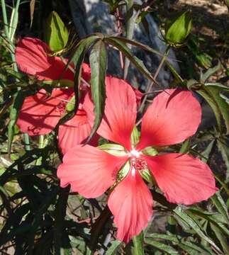 Image of Scarlet Rose-Mallow