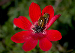 Image of broad-leaved anemone