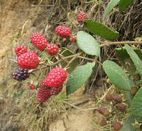 Image of Andes berry