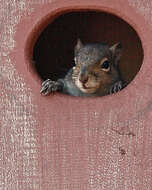 Image of Sciurus subgen. Sciurus Linnaeus 1758