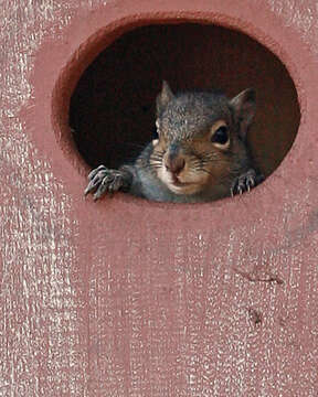 Image of Sciurus subgen. Sciurus Linnaeus 1758