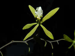 Слика од Encyclia stellata (Lindl.) Schltr.