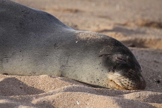 Image of Hawaiian Monk Seal